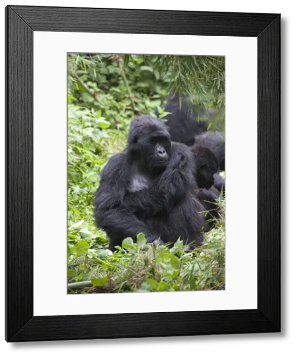 Framed Print : Picture No. 10895859 Framed Print : Picture No. 10895859