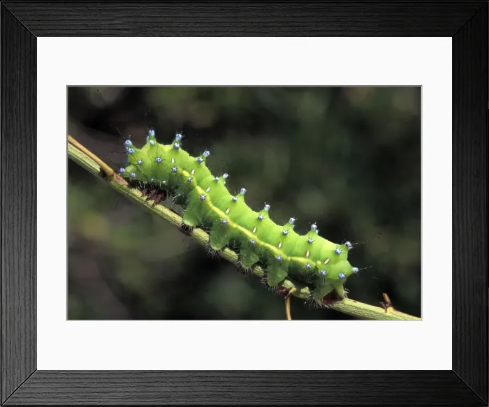 Framed Print : Picture No. 10895999 Framed Print : Picture No. 10895999