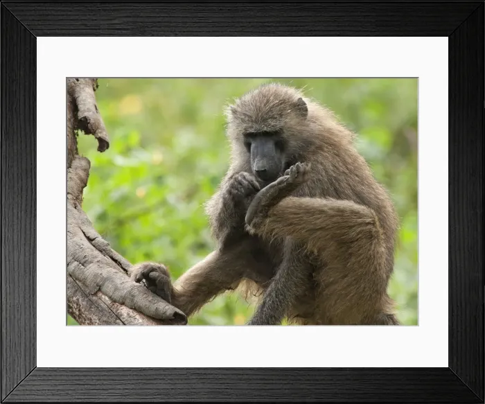 Framed Print : Picture No. 10895649 Framed Print : Picture No. 10895649