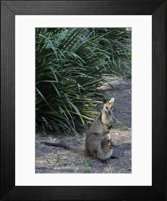 Framed Print : Picture No. 10894894 Framed Print : Picture No. 10894894