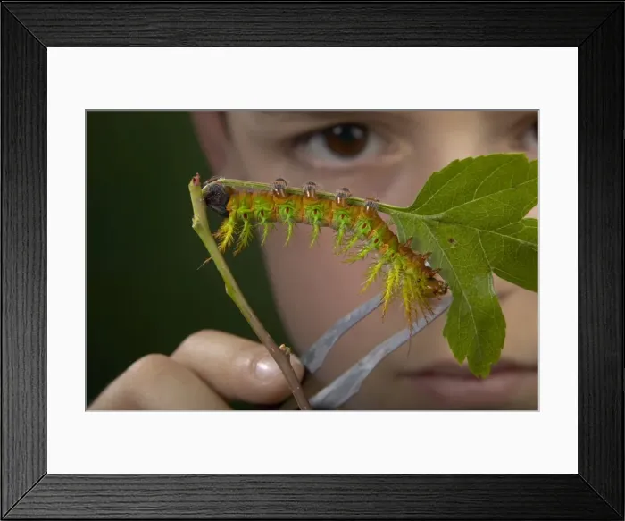 Framed Print : Picture No. 10896068 Framed Print : Picture No. 10896068