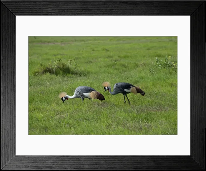 Framed Print : Picture No. 10895668