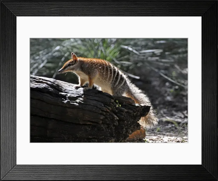 Framed Print : Picture No. 10894884 Framed Print : Picture No. 10894884