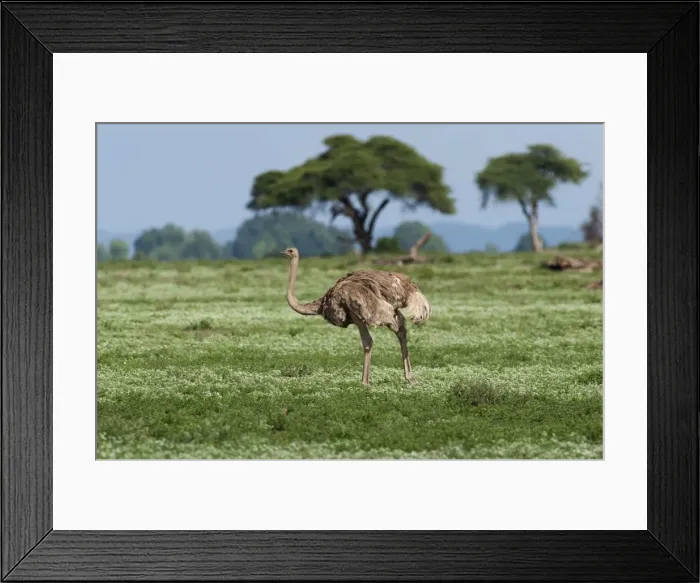 Framed Print : Picture No. 10895661 Framed Print : Picture No. 10895661