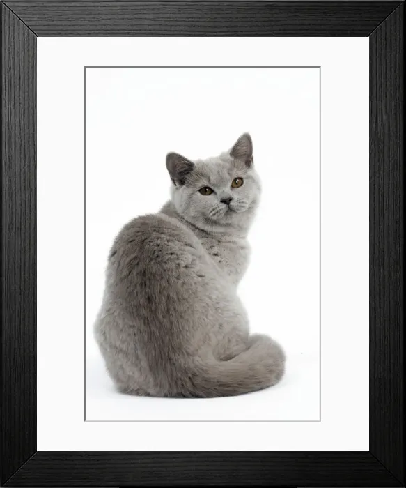Framed Print : Picture No. 10895352 Framed Print : Picture No. 10895352