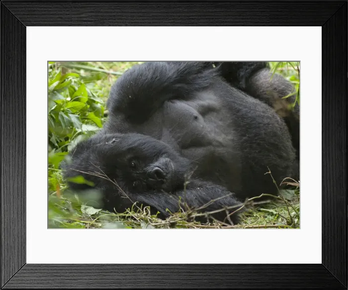 Framed Print : Picture No. 10895849 Framed Print : Picture No. 10895849