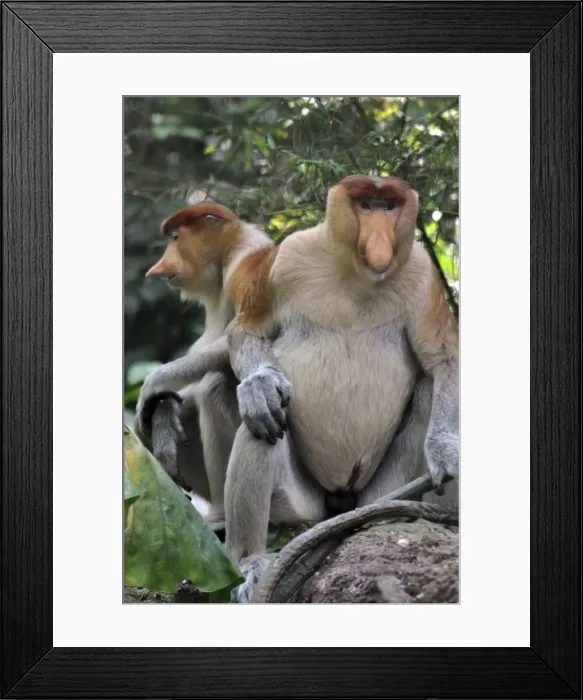Framed Print : Picture No. 10894882 Framed Print : Picture No. 10894882