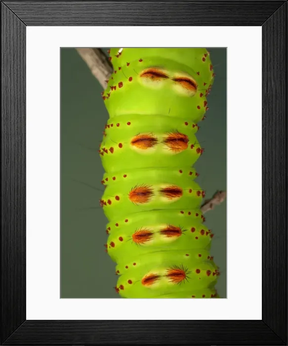 Framed Print : Picture No. 10896070 Framed Print : Picture No. 10896070