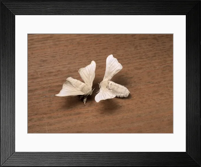 Framed Print : Picture No. 10895994 Framed Print : Picture No. 10895994