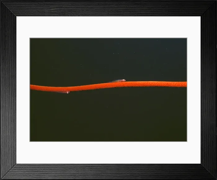Framed Print : Picture No. 10767263 Framed Print : Picture No. 10767263