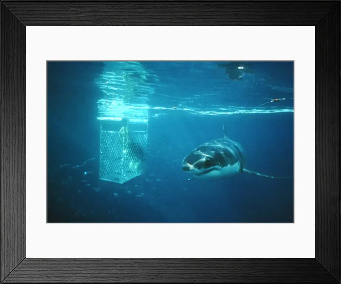 Framed Print : Picture No. 10767491