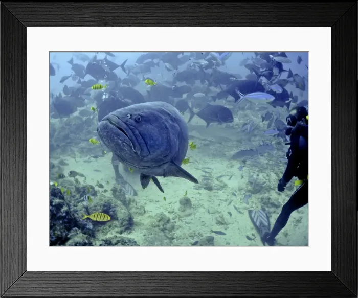 Framed Print : Picture No. 10767590 Framed Print : Picture No. 10767590