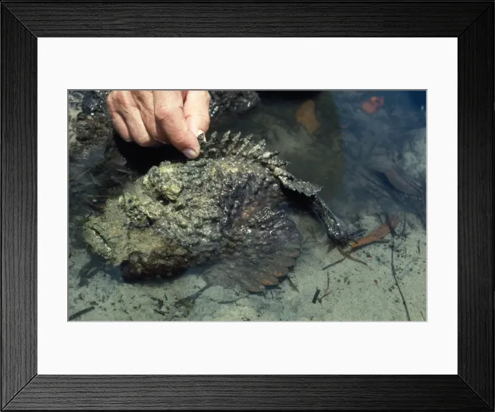 Framed Print : Picture No. 10767473 Framed Print : Picture No. 10767473