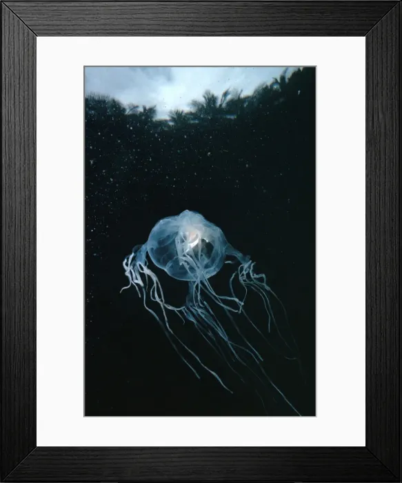 Framed Print : Picture No. 10767489 Framed Print : Picture No. 10767489