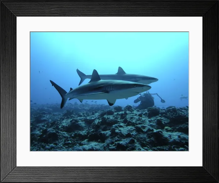 Framed Print : Picture No. 10767527