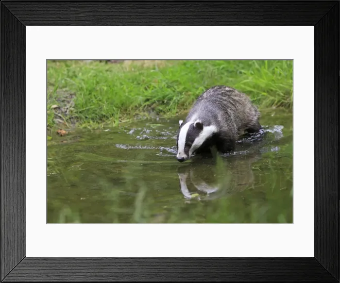 Framed Print : Picture No. 10783460 Framed Print : Picture No. 10783460