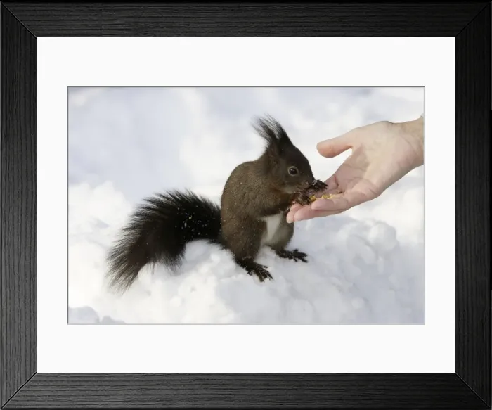 Framed Print : Picture No. 10777692 Framed Print : Picture No. 10777692