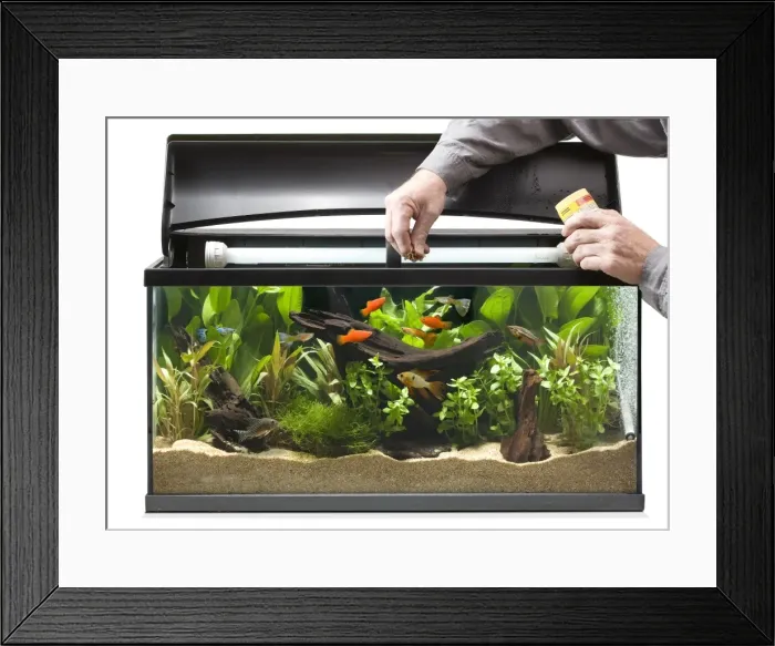 Framed Print : Picture No. 10774532