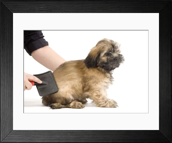 Framed Print : Picture No. 10774673 Framed Print : Picture No. 10774673