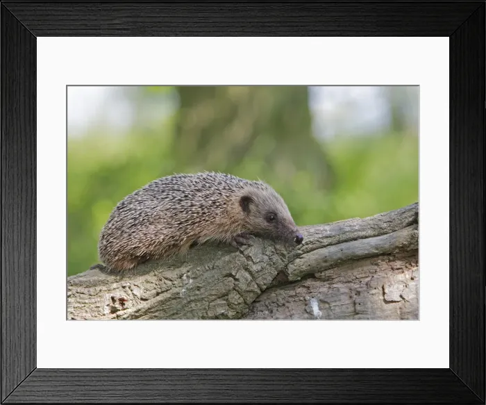 Framed Print : Picture No. 10783487 Framed Print : Picture No. 10783487