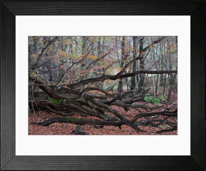 Framed Print : Picture No. 10788898 Framed Print : Picture No. 10788898
