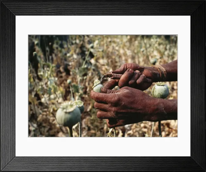 Framed Print : Picture No. 10847858 Framed Print : Picture No. 10847858