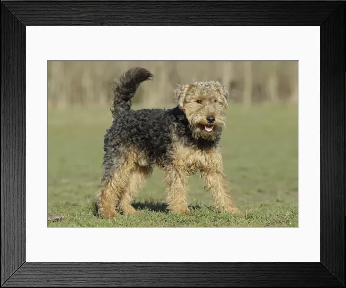 Framed Print : Picture No. 10774637 Framed Print : Picture No. 10774637