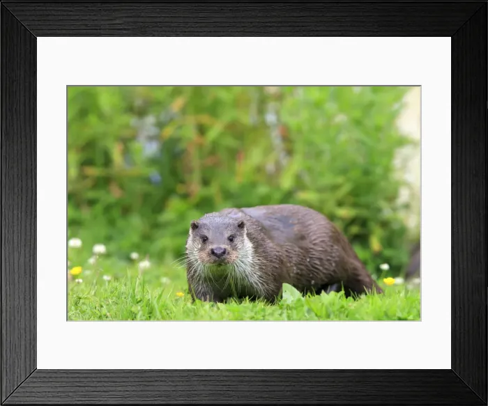 Framed Print : Picture No. 10783492 Framed Print : Picture No. 10783492
