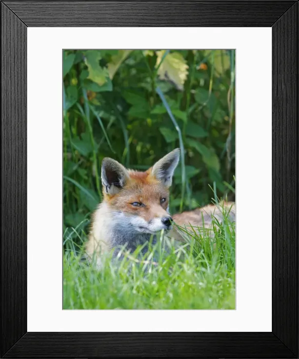 Framed Print : Picture No. 10783513 Framed Print : Picture No. 10783513