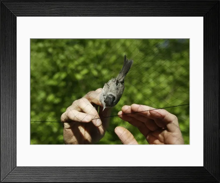 Framed Print : Picture No. 10777720 Framed Print : Picture No. 10777720