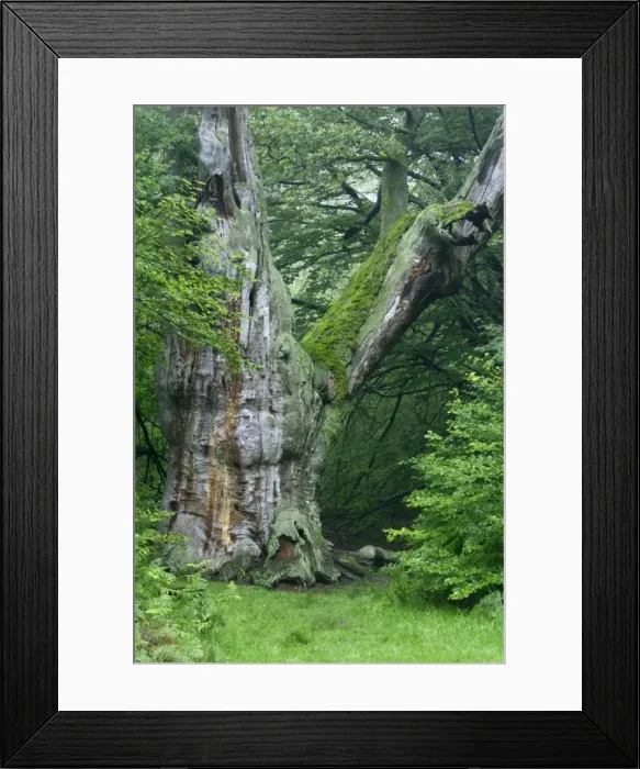 Framed Print : Picture No. 10789238 Framed Print : Picture No. 10789238
