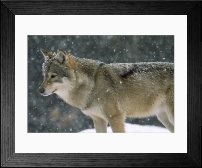Framed Print : Picture No. 10847908 Framed Print : Picture No. 10847908