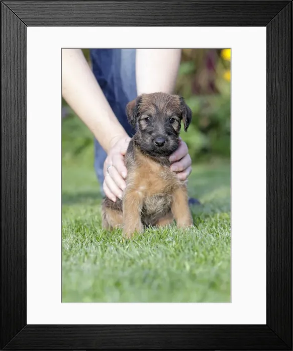 Framed Print : Picture No. 10791964 Framed Print : Picture No. 10791964