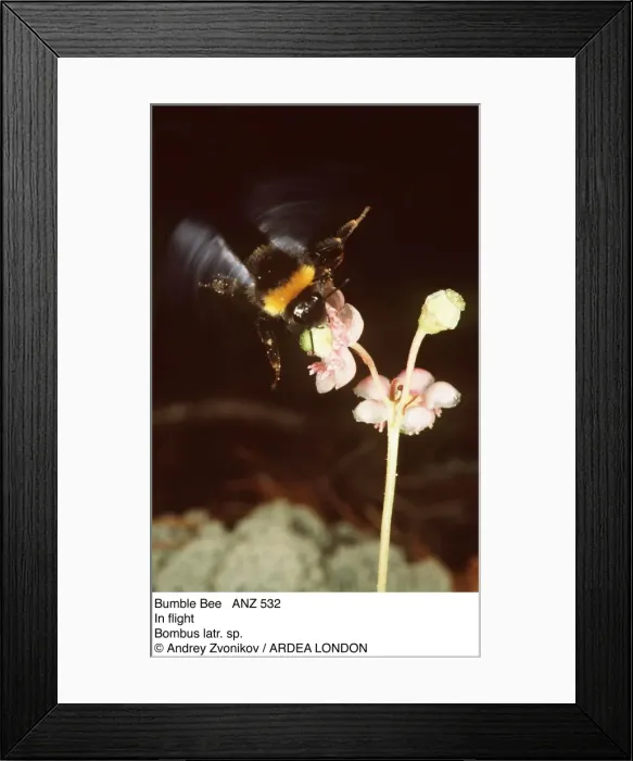 Framed Print : Picture No. 10847947 Framed Print : Picture No. 10847947