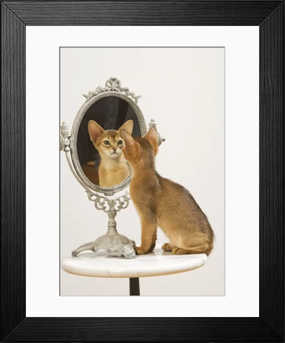 Framed Print : Picture No. 10772438