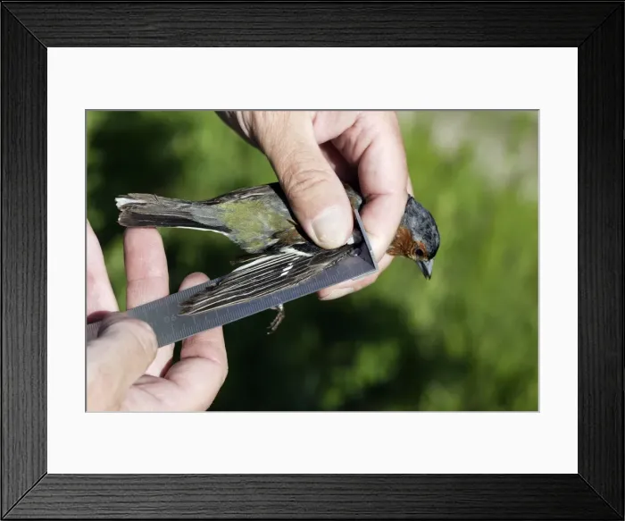 Framed Print : Picture No. 10777715 Framed Print : Picture No. 10777715
