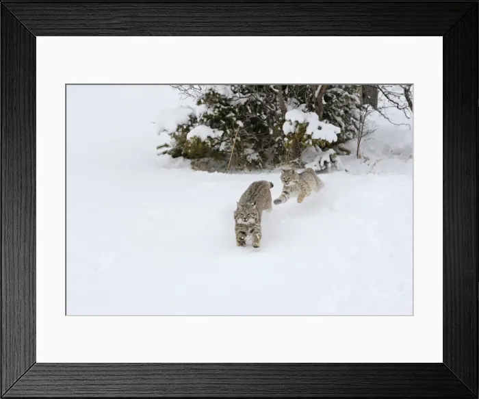 Framed Print : Picture No. 10783577 Framed Print : Picture No. 10783577