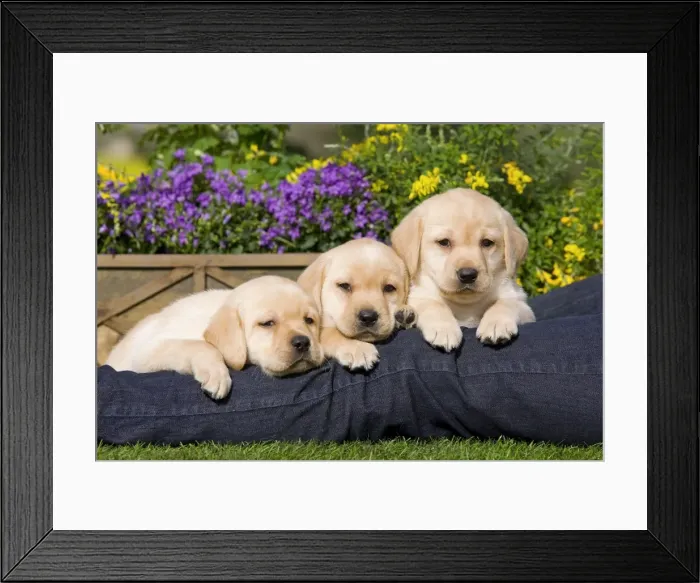 Framed Print : Picture No. 10776640
