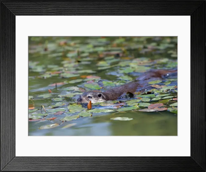 Framed Print : Picture No. 10783496 Framed Print : Picture No. 10783496