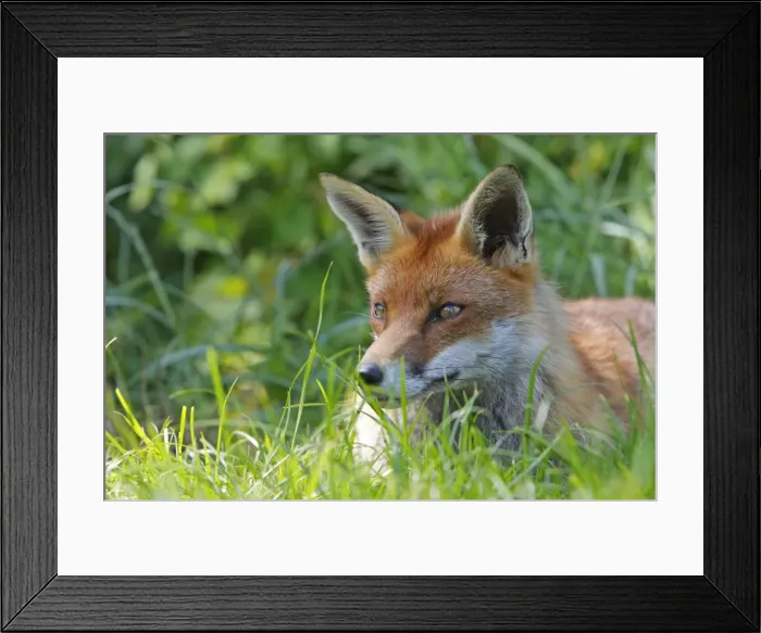 Framed Print : Picture No. 10783516 Framed Print : Picture No. 10783516