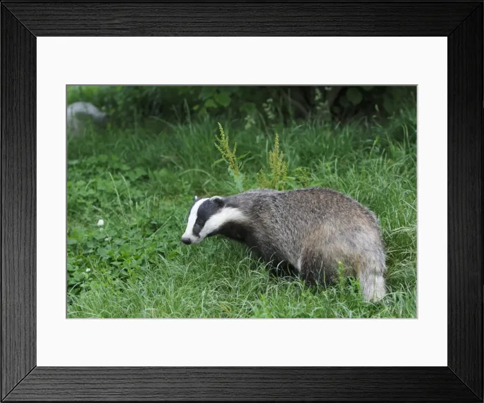Framed Print : Picture No. 10783470 Framed Print : Picture No. 10783470