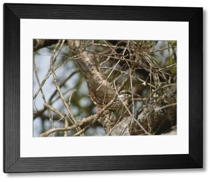 Framed Print : Picture No. 10847876 Framed Print : Picture No. 10847876