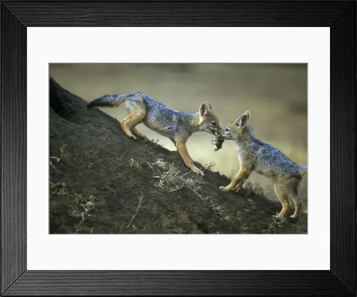 Framed Print : Picture No. 10769833 Framed Print : Picture No. 10769833