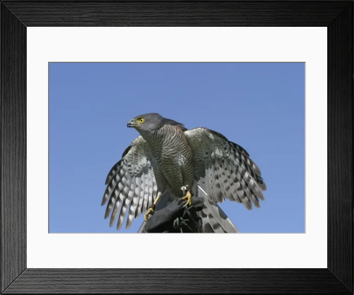 Framed Print : Picture No. 10777682 Framed Print : Picture No. 10777682