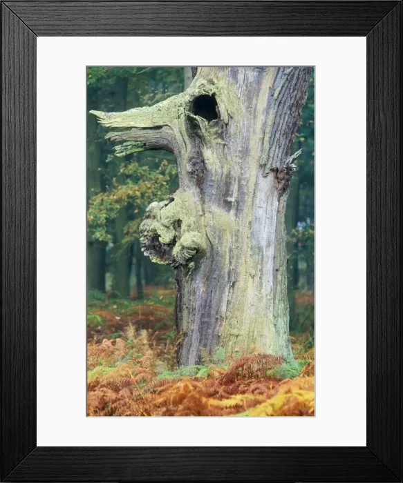 Framed Print : Picture No. 10788679 Framed Print : Picture No. 10788679