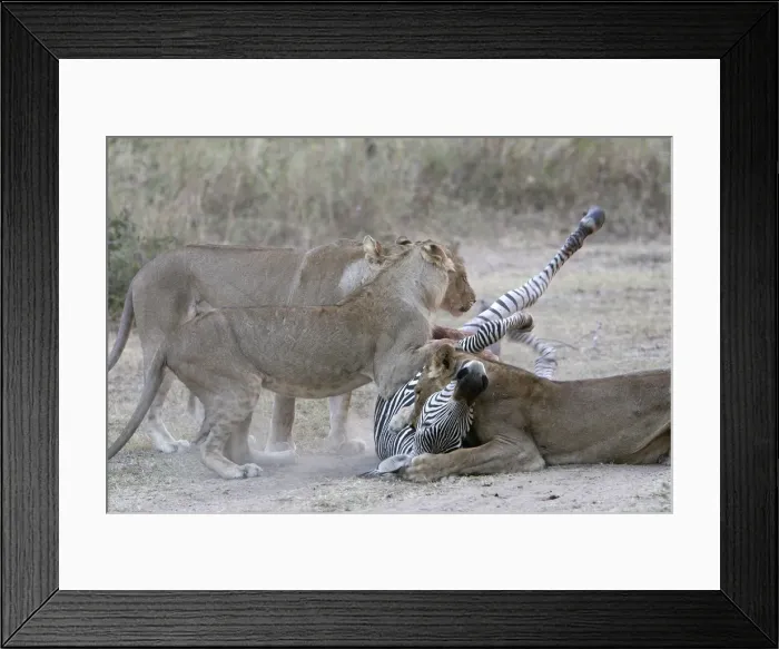 Framed Print : Picture No. 10787144 Framed Print : Picture No. 10787144
