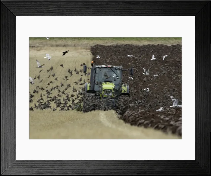 Framed Print : Picture No. 10790816 Framed Print : Picture No. 10790816