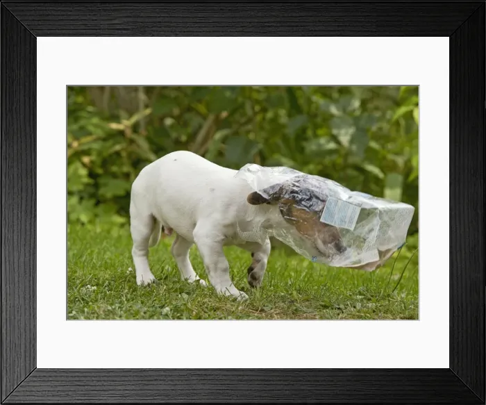 Framed Print : Picture No. 10772732 Framed Print : Picture No. 10772732