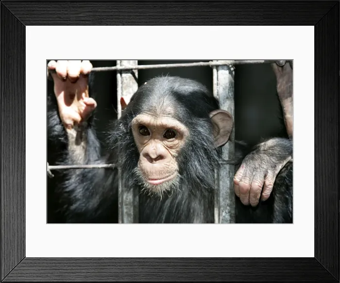 Framed Print : Picture No. 10787331 Framed Print : Picture No. 10787331