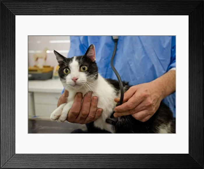 Framed Print : Picture No. 10776562 Framed Print : Picture No. 10776562